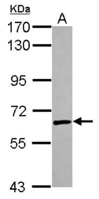 Western Blot: U2AF2 Antibody [NBP2-20775] - Sample (30 ug of whole cell lysate) A: A431 7. 5% SDS PAGE gel, diluted at 1:10000.