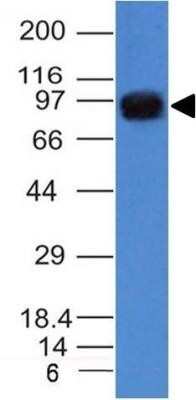 Western Blot: UACA Antibody (AE-5) [NBP2-44356] - Western Blot of A549 cell lysate using UACA Antibody (AE-5) - Azide and BSA Free Image using the Azide and BSA Free format of this antibody.