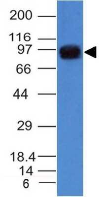 Western Blot: UACA Antibody (UACA/1222) [NBP2-44357] - A549 Cell Lysate using UACA / Nucling Monoclonal Antibody (UACA/1222)