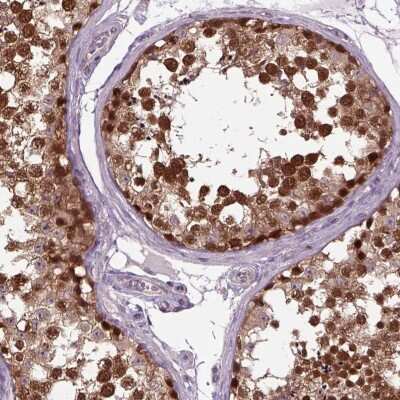 Immunohistochemistry-Paraffin: UAF1/WDR48 Antibody [NBP2-49269] - Staining of human testis shows strong nuclear and cytoplasmic positivity in cells in seminiferous ducts.