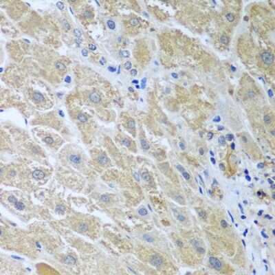 Immunohistochemistry-Paraffin: UAF1/WDR48 Antibody [NBP2-95220] - Paraffin-embedded human liver using UAF1/WDR48 .