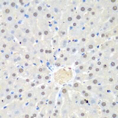 Immunohistochemistry-Paraffin: UAF1/WDR48 Antibody [NBP2-95220] - Paraffin-embedded rat liver using UAF1/WDR48 .