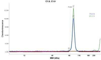 Simple Western: UAF1/WDR48 Antibody [NBP1-81404] - Electropherogram image(s) of corresponding Simple Western lane view. UAF1/WDR48 antibody was used at 1:20 dilution on RT-4 and U-251MG lysate(s).