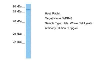 Western Blot: UAF1/WDR48 Antibody [NBP2-86034] - Host: Rabbit. Target Name: WDR48. Sample Tissue: Human Hela Whole Cell. Antibody Dilution: 1.0ug/ml