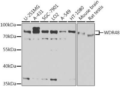 Western Blot: UAF1/WDR48 Antibody [NBP2-95220] - Analysis of extracts of various cell lines, using UAF1/WDR48 at 1:1000 dilution. Secondary antibody: HRP Goat Anti-Rabbit IgG (H+L) at 1:10000 dilution. Lysates/proteins: 25ug per lane. Blocking buffer: 3% nonfat dry milk in TBST. Detection: ECL Basic Kit . Exposure time: 15s.