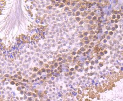 Immunohistochemistry-Paraffin: UAP1 Antibody (4H1) [NBP2-75694] - Analysis of paraffin-embedded mouse testis tissue using anti-UAP1 antibody. Counter stained with hematoxylin.