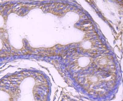 Immunohistochemistry-Paraffin: UAP1 Antibody (4H1) [NBP2-75694] - Analysis of paraffin-embedded rat epididymis tissue using anti-UAP1 antibody. Counter stained with hematoxylin.