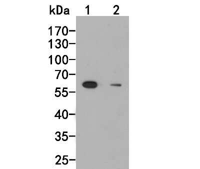 Western Blot: UAP1 Antibody (4H1) [NBP2-75694] - Western blot analysis of UAP1 on different lysates. Proteins were transferred to a PVDF membrane and blocked with 5% BSA in PBS for 1 hour at room temperature. The primary antibody (1/500) was used in 5% BSA at room temperature for 2 hours. Goat Anti-Mous