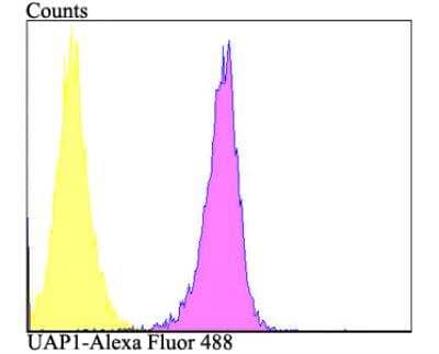 Flow Cytometry: UAP1 Antibody [NBP2-76970] - Flow cytometric analysis of K562 cells with UAP1 antibody at 1/100 dilution (purple) compared with an unlabelled control (cells without incubation with primary antibody; yellow). Alexa Fluor 488-conjugated goat anti-rabbit IgG was used as the secondary antibody.