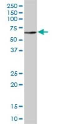 Western Blot: UAP1 Antibody [H00006675-B01P] - Analysis of UAP1 expression in human liver.