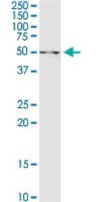 Western Blot: UAP1 Antibody [H00006675-D01P] - Analysis of UAP1 expression in HepG2.