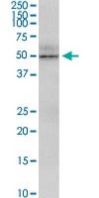 Western Blot: UAP1 Antibody [H00006675-D01P] - Analysis of UAP1 expression in human placenta.