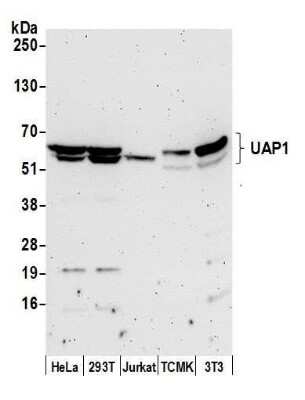 Western Blot: UAP1 Antibody [NBP2-59140] - Detection of human and mouse UAP1 by western blot. Samples: Whole cell lysate (50 ug) from HeLa, 293T, Jurkat, mouse TCMK-1, and mouse NIH3T3 cells prepared using NETN lysis buffer. Antibody: Affinity purified rabbit anti-UAP1 antibody NBP2-59140 used for WB at 1:1000. Detection: Chemiluminescence with an exposure time of 3 minutes.