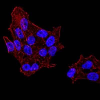 Immunocytochemistry/Immunofluorescence: UAP56 Antibody (2F5G7) [NBP2-52455] - Analysis of HeLa cells using DDX39B mouse mAb. Blue: DRAQ5 fluorescent DNA dye. Red: Actin filaments have been labeled with Alexa Fluor- 555 phalloidin.