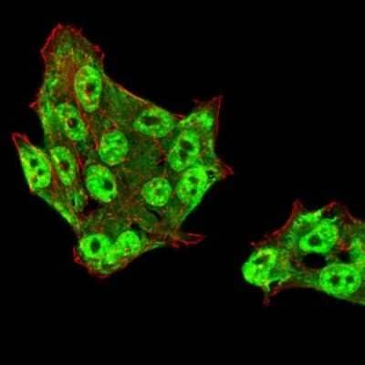 Immunofluorescence: UAP56 Antibody (2F5G7) [NBP2-52455] - Analysis of HeLa cells using DDX39B mouse mAb (green). Blue: DRAQ5 fluorescent DNA dye. Red: Actin filaments have been labeled with Alexa Fluor- 555 phalloidin.