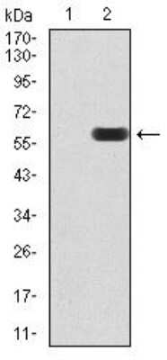 Western Blot: UAP56 Antibody (2F5G7) [NBP2-52455] - Western blot analysis using DDX39B mAb against HEK293 (1) and DDX39B (AA: 1-250)-hIgGFc transfected HEK293 (2) cell lysate.