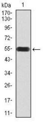 Western Blot: UAP56 Antibody (3A2B2) [NBP2-52456] - Analysis using DDX39B mAb against human DDX39B (AA: 1-250) recombinant protein. (Expected MW is 54.2 kDa)