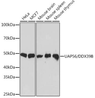 Western Blot: UAP56 Antibody (4A0Q2) [NBP3-16873] - Western blot analysis of extracts of various cell lines, using UAP56 Rabbit mAb (NBP3-16873) at 1:1000 dilution. Secondary antibody: HRP Goat Anti-Rabbit IgG (H+L) at 1:10000 dilution. Lysates/proteins: 25ug per lane. Blocking buffer: 3% nonfat dry milk in TBST. Detection: ECL Basic Kit. Exposure time: 10s.