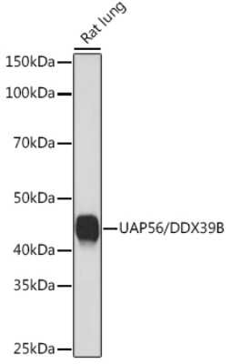 Western Blot: UAP56 Antibody (4A0Q2) [NBP3-16873] - Western blot analysis of extracts of Rat lung, using UAP56 Rabbit mAb (NBP3-16873) at 1:1000 dilution. Secondary antibody: HRP Goat Anti-Rabbit IgG (H+L) at 1:10000 dilution. Lysates/proteins: 25ug per lane. Blocking buffer: 3% nonfat dry milk in TBST. Detection: ECL Basic Kit. Exposure time: 60s.