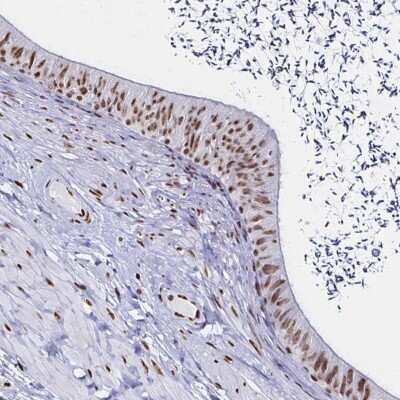 Immunohistochemistry-Paraffin: UAP56 Antibody [NBP2-58594] - Staining of human epididymis shows high expression.