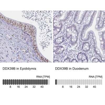 <b>Orthogonal Strategies Validation. </b>Immunohistochemistry-Paraffin: UAP56 Antibody [NBP2-58594] - Staining in human epididymis and duodenum tissues using anti-DDX39B antibody. Corresponding DDX39B RNA-seq data are presented for the same tissues.