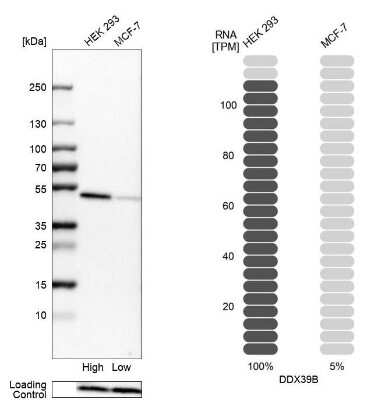 Western Blot: UAP56 Antibody [NBP2-58594] - Analysis in human cell lines HEK293 and MCF-7. Corresponding RNA-seq data are presented for the same cell lines. Loading control: Anti-PFN1.