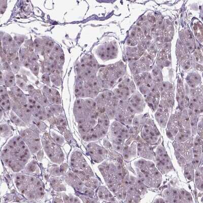 Immunohistochemistry-Paraffin: UBA3 Antibody [NBP2-49443] - Staining of human pancreas shows low expression as expected.