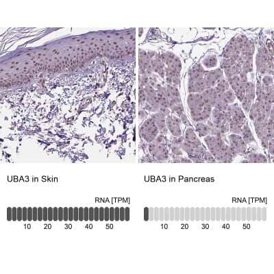 Immunohistochemistry-Paraffin: UBA3 Antibody [NBP2-49443] - Staining in human skin and pancreas tissues using anti-UBA3 antibody. Corresponding UBA3 RNA-seq data are presented for the same tissues.