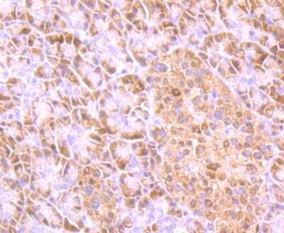 Immunohistochemistry-Paraffin: UBA3 Antibody [NBP2-75926] - analysis of paraffin-embedded human pancreas tissue using anti-UBE1C antibody. Counter stained with hematoxylin.