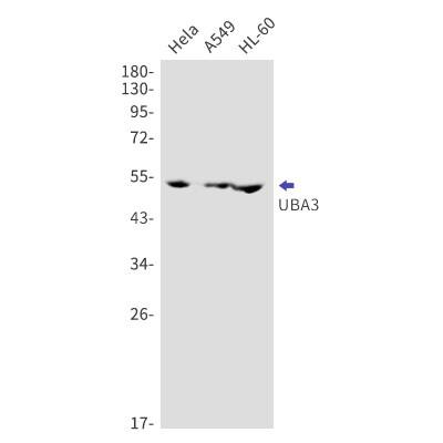 Western Blot: UBA3 Antibody (S05-6C8) [NBP3-20008] - Western blot detection of UBA3 in Hela, A549, HL-60 cell lysates using NBP3-20008 (1:1000 diluted). Predicted band size: 52kDa. Observed band size: 52kDa.