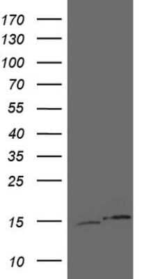 Western Blot: UBA52 Antibody (4E1) [NBP2-46260] - Analysis of HEK293T cells were transfected with the pCMV6-ENTRY control (Left lane) or pCMV6-ENTRY UBA52.