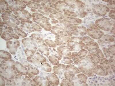 Immunohistochemistry: UBA52 Antibody (4F2) [NBP2-46261] - Analysis of Human pancreas tissue. (Heat-induced epitope retrieval by 1mM EDTA in 10mM Tris buffer (pH8.5) at 120C for 3 min)