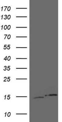 Western Blot: UBA52 Antibody (OTI4E1) - Azide and BSA Free [NBP2-74729] - Analysis of HEK293T cells were transfected with the pCMV6-ENTRY control (Left lane) or pCMV6-ENTRY UBA52.