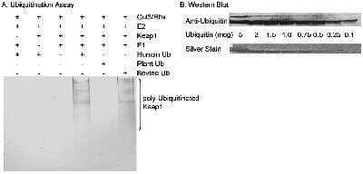 Western Blot UBA52 Antibody