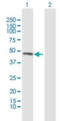 Western Blot: UBAC1 Antibody [H00010422-B01P] - Analysis of UBAC1 expression in transfected 293T cell line by UBAC1 polyclonal antibody.  Lane 1: UBADC1 transfected lysate(44.55 KDa). Lane 2: Non-transfected lysate.