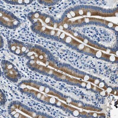 Immunohistochemistry-Paraffin: UBAC2 Antibody [NBP1-93893] - Staining of human duodenum shows moderate cytoplasmic positivity in glandular cells.