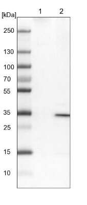 Western Blot: UBAC2 Antibody [NBP1-93893] - Lane 1: NIH-3T3 cell lysate (Mouse embryonic fibroblast cells). Lane 2: NBT-II cell lysate (Rat Wistar bladder tumor cells).