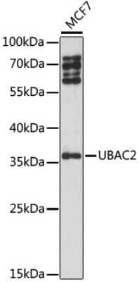 Western Blot: UBAC2 Antibody [NBP2-94480] - Analysis of extracts of MCF7 cells, using UBAC2 at 1:1000 dilution.Secondary antibody: HRP Goat Anti-Rabbit IgG (H+L) at 1:10000 dilution.Lysates/proteins: 25ug per lane.Blocking buffer: 3% nonfat dry milk in TBST.Detection: ECL Basic Kit .Exposure time:
