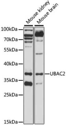 Western Blot: UBAC2 Antibody [NBP2-94481] - Analysis of extracts of various cell lines, using UBAC2 . Exposure time: 90s.