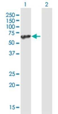 Western Blot: UBAP1 Antibody [H00051271-B01P] - Analysis of UBAP1 expression in transfected 293T cell line by UBAP1 polyclonal antibody.  Lane 1: UBAP1 transfected lysate(55.22 KDa). Lane 2: Non-transfected lysate.