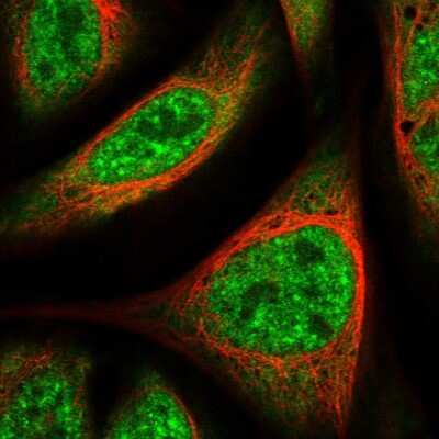 Immunocytochemistry/Immunofluorescence: UBAP2L Antibody [NBP1-83034] - Immunofluorescent staining of human cell line U-2 OS shows localization to nuclear speckles & cytosol. Antibody staining is shown in green. 