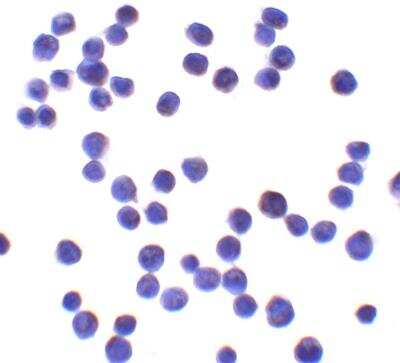 Immunocytochemistry/Immunofluorescence: UBAP2L Antibody [NBP2-81871] - Immunocytochemistry of UBAP2L in HeLa cells with UBAP2L antibody at 10 ug/ml.