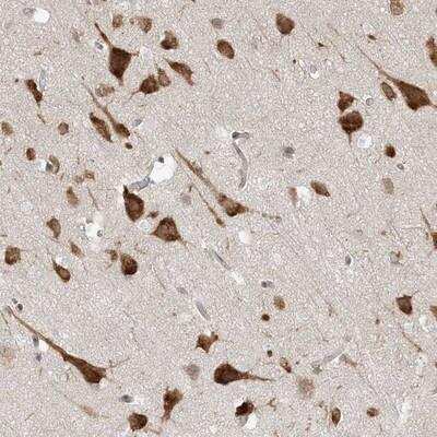 Immunohistochemistry-Paraffin: UBAP2L Antibody [NBP1-83034] - Staining of human cerebral cortex shows strong cytoplasmic positivity in neuronal cells.