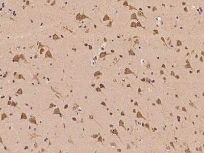 Immunohistochemistry-Paraffin: UBAP2L Antibody [NBP2-97847] - Immunochemical staining of human UBAP2L in human brain with rabbit polyclonal antibody at 1:100 dilution, formalin-fixed paraffin embedded sections.