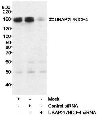 Western Blot UBAP2L Antibody - BSA Free