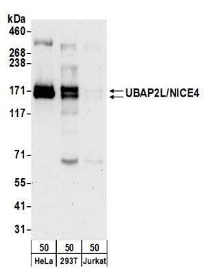 Western Blot UBAP2L Antibody - BSA Free