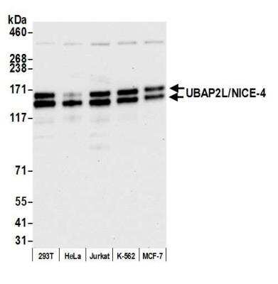 Western Blot UBAP2L Antibody - BSA Free
