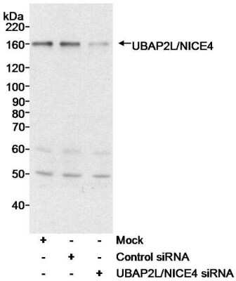 <b>Biological Strategies Validation and Genetic Strategies Validation.</b>Western Blot: UBAP2L Antibody [NB100-751] - Whole cell  lysate (40 ug) from HeLa cells either mock treated, treated with a control siRNA, or treated with siRNA for UBAP2L/NICE4.  Antibody used at 0.03 ug/ml.