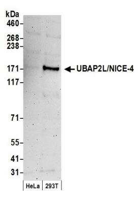 Western Blot UBAP2L Antibody - BSA Free
