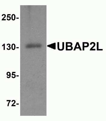 Western Blot UBAP2L Antibody - BSA Free